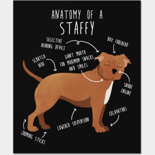 Staffordshire Terrier Staffy Anatomy Posters and Art